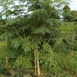 那覇市 アロマ・エステ Lesson.1沖縄校